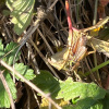 Metrioptera roeselii | Roesel's Bush-cricket