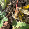 Metrioptera roeselii | Roesel's Bush-cricket