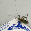 Leptophyes punctatissima | Speckled Bush-cricket