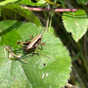 Pholidoptera griseoaptera | Dark Bush-cricket