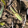 Stenobothrus lineatus | Stripe-winged Grasshopper