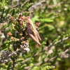 Omocestus viridulus | Common Green Grasshopper