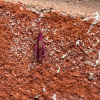 Chorthippus brunneus | Field Grasshopper