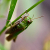 Omocestus viridulus | Common Green Grasshopper