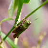 Omocestus viridulus | Common Green Grasshopper