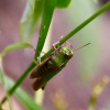 Omocestus viridulus | Common Green Grasshopper