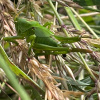 Tettigonia viridissima | Great Green Bush-cricket