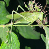 Tettigonia viridissima | Great Green Bush-cricket