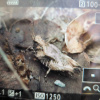 Tetrix undulata | Common Ground-hopper