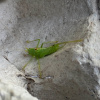 Meconema meridionale | Southern Oak Bush-cricket