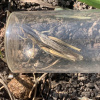 Chorthippus albomarginatus | Lesser Marsh Grasshopper