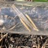 Chorthippus albomarginatus | Lesser Marsh Grasshopper