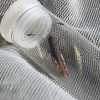 Gomphocerippus rufus | Rufous Grasshopper