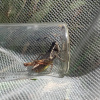 Gomphocerippus rufus | Rufous Grasshopper