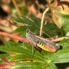 Chorthippus brunneus | Field Grasshopper