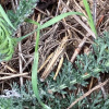 Chorthippus brunneus | Field Grasshopper
