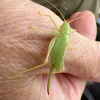 Meconema thalassinum | Oak Bush-cricket