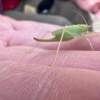 Meconema thalassinum | Oak Bush-cricket