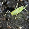 Meconema thalassinum | Oak Bush-cricket