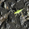Meconema thalassinum | Oak Bush-cricket