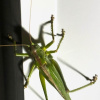 Tettigonia viridissima | Great Green Bush-cricket