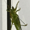 Tettigonia viridissima | Great Green Bush-cricket