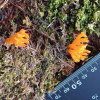 Calocera viscosa | Yellow Stagshorn