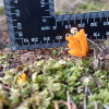 Calocera viscosa | Yellow Stagshorn