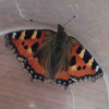 Aglais urticae | Small Tortoiseshell