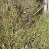Cytisus scoparius | Broom