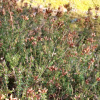 Erica cinerea | Bell Heather