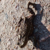 Bufo bufo | Common Toad