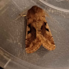 Orthosia gothica | Hebrew Character