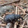 Hylobius abietis | Pine Weevil