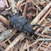 Hylobius abietis | Pine Weevil