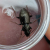 Pterostichus oblongopunctatus