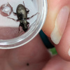 Pterostichus oblongopunctatus