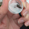 Pterostichus oblongopunctatus