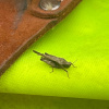 Tetrix subulata | Slender Ground-hopper