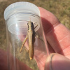 Chorthippus brunneus | Field Grasshopper