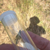 Chorthippus parallelus | Meadow Grasshopper