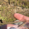 Chorthippus brunneus | Field Grasshopper