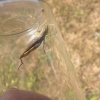 Gomphocerippus rufus | Rufous Grasshopper