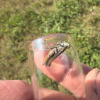 Gomphocerippus rufus | Rufous Grasshopper
