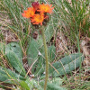 Pilosella aurantiaca | Fox-and-cubs