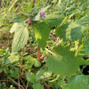 Lamium purpureum | Red Dead-nettle