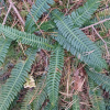 Blechnum spicant | Hard-fern