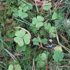 Oxalis acetosella | Wood-sorrel