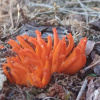Calocera viscosa | Yellow Stagshorn