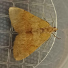 Pennithera firmata | Pine Carpet